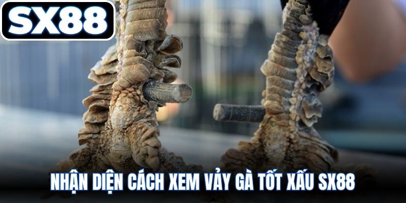 Nhận diện cách xem vảy gà tốt xấu SX88 tránh nhầm