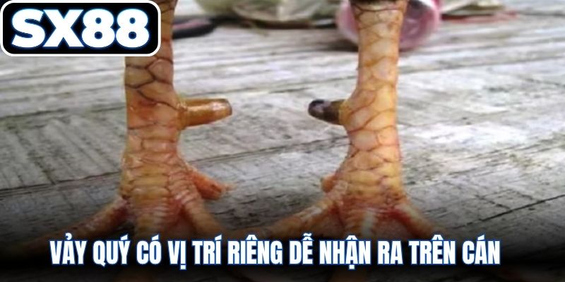 Vảy quý có vị trí riêng dễ nhận ra trên cán