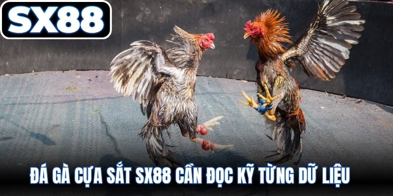 Đá gà cựa sắt SX88 cần đọc kỹ từng dữ liệu