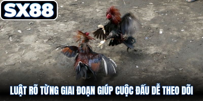 Luật rõ từng giai đoạn giúp cuộc đấu dễ theo dõi