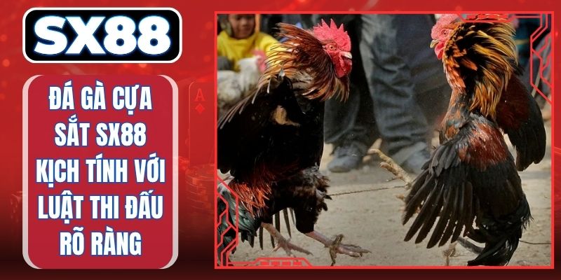 Đá Gà Cựa Sắt SX88 Kịch Tính Với Luật Thi Đấu Rõ Ràng